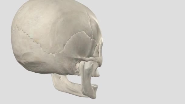 頭蓋骨は頭蓋骨を構成する8つの骨です — ストック動画