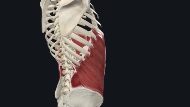 腹外斜是位于腹壁侧边的一对肌肉 — 图库视频影像