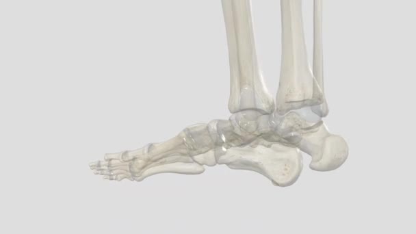 Kinci Metatarsal Kemik Ayaktaki Uzun Bir Kemiktir — Stok video
