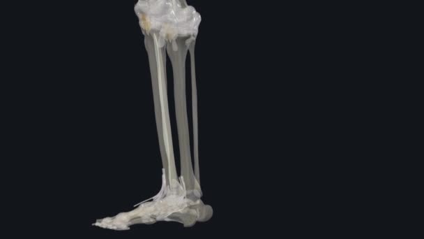 Interosseous Membrane Leg Also Referred Middle Tibiofibular Ligament — Stock Video