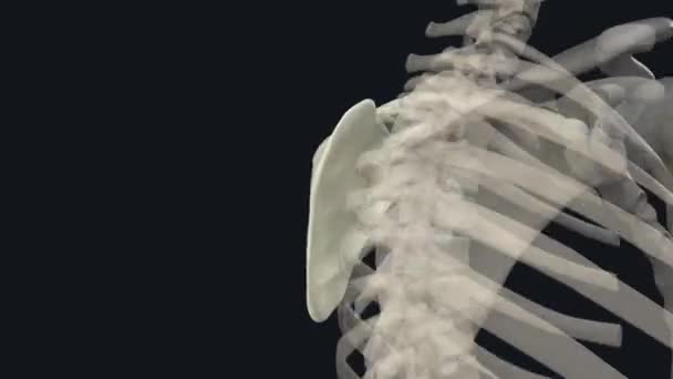 Borstgordel Maakt Deel Uit Van Het Aanhangsel Skelet Die Ook — Stockvideo