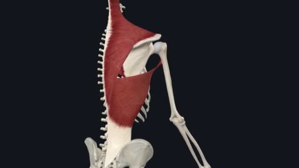 Latissimus Dorsi Shoulder Retraction Scapula Adduction — стоковое видео