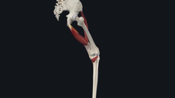 股骨是一种位于大腿内侧的又长又薄的肌肉 — 图库视频影像