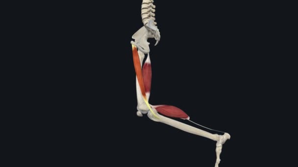 Gracilis Spiral Unipennate Muscle Medial Thigh Compartment — Stock Video
