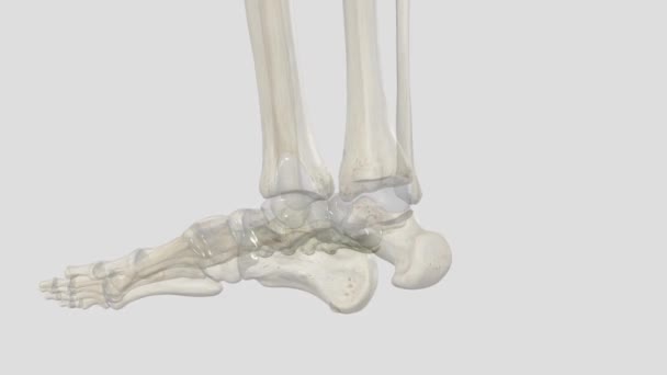 Metakarpal Salah Satu Dari Beberapa Tulang Tubular Antara Tulang Tangan — Stok Video