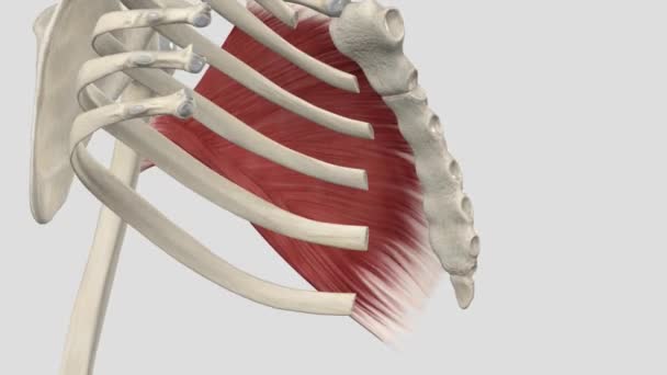 Pectoral Mayor Músculo Superior Más Más Grande Pared Torácica Anterior — Vídeos de Stock