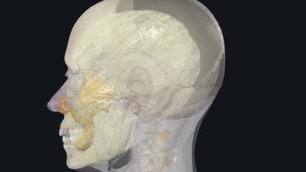 头颈筋膜由松散的纤维结缔组织包膜组成 — 图库视频影像