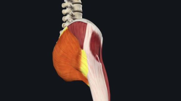 Gluteus Maximus Most Superficial Largest Three Muscles — Stock Video