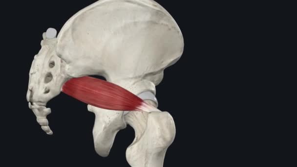 Músculo Piriforme Rotador Externo Lateral Quadril Junto Com Gemelo Superior — Vídeo de Stock