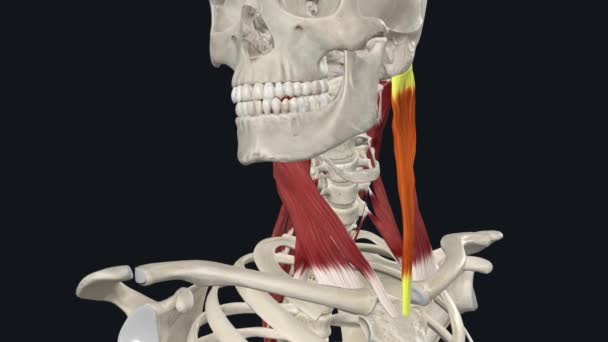 类固醇瘤 头颈椎旋转 — 图库视频影像