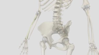 Ön kolu oluşturan iki kemikten biri önkol, diğeri dirsek kemiği. Bilekte radyo-carpel eklemlerini ve dirsekte de radyo-ulnar eklemlerini oluşturur..