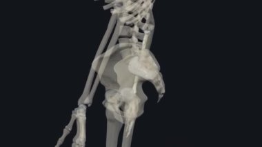 Ön kolu oluşturan iki kemikten biri önkol, diğeri dirsek kemiği. Bilekte radyo-carpel eklemlerini ve dirsekte de radyo-ulnar eklemlerini oluşturur..