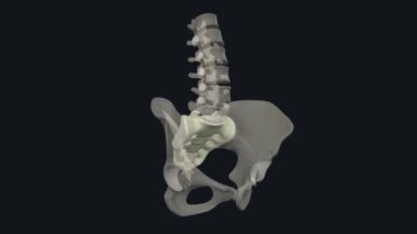 Sacrum, bel omurunun hemen altındaki üçgen kemiktir. .
