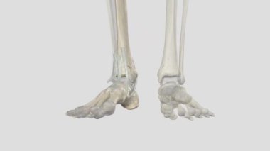 Ayak bileğinin etrafındaki tendonların sümüksü kılıfları. Yan cephe, Tendon Calcaneus, Peroneus longus.,