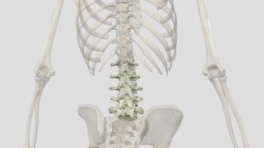 Bel omurları, insan anatomisinde, göğüs kafesi ile leğen kemiği arasındaki beş omurdur. .