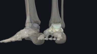 The talus talus bone, astragalus or ankle bone is one of the group of foot bones known as the tarsus .