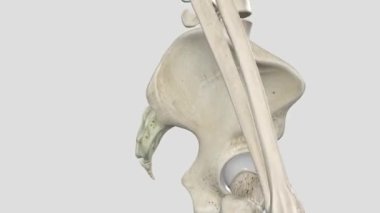 Sacrum, bel omurunun hemen altındaki üçgen kemiktir. .