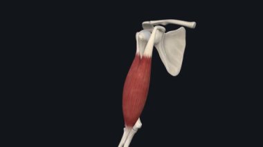 Biceps Brachii 'nin Kısa Lideri