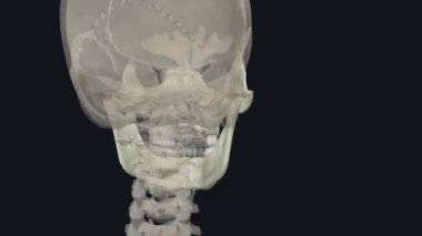 Viscerocranium 'un başlıca fonksiyonu insan yüzünü ve ön kafatasının oyuklarını şekillendirmektir. Buna yörünge, ağız ve burun boşlukları da dahildir.