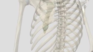 The sternum (or breastbone) is a flat bone located at the anterior aspect of the thorax.