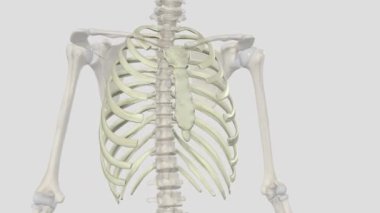 Göğüs kafesi, karın boşluğu ile boyun kökü arasındaki bölgedir. .