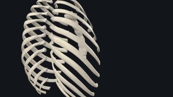 胸部是腹部下部和颈部根部之间的区域 — 图库视频影像
