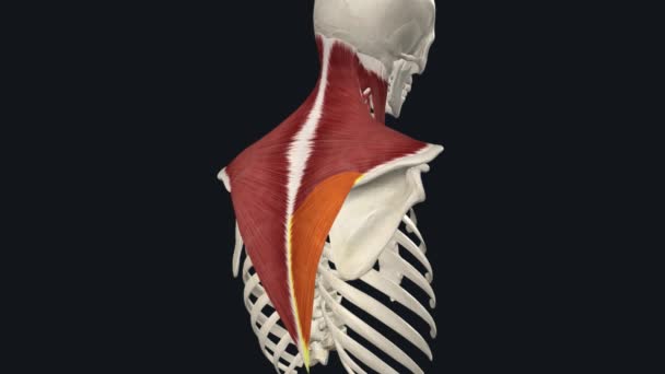 Trapezius Head Cervical Spine Lateral — Stockvideo
