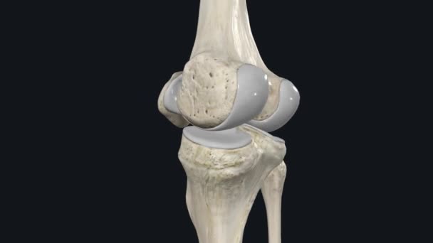 後期パターン網膜カリキュラム Lpr は膝関節の一方的な側面に位置し 女性に横断的に拡張される — ストック動画