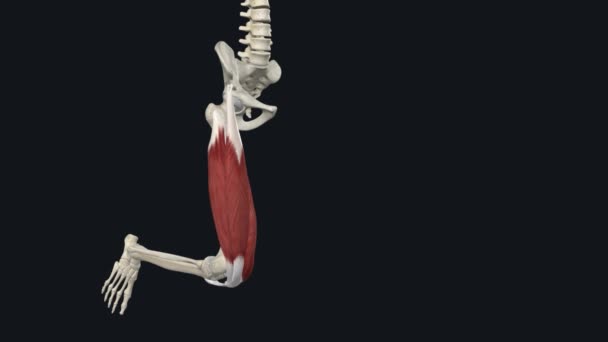 膝关节伸展直肠 — 图库视频影像