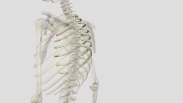 真正的肋骨是与胸骨和软骨直接相连的肋骨 它们是前七条肋骨 — 图库视频影像