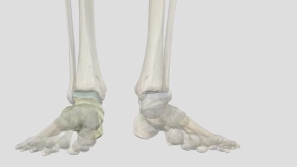 7つの不規則な形をした骨のセットをタルス — ストック動画