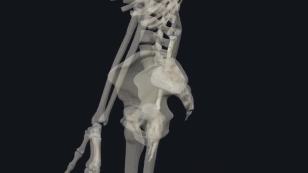 半径是构成前臂的两块骨头中的一块 另一块是尺骨 它形成了腕部的射频腕关节和肘部的射频尺关节 — 图库视频影像