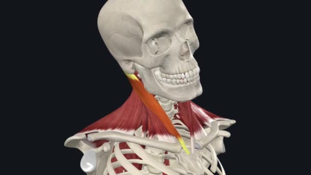 类固醇瘤 头颈纺锤侧边 — 图库视频影像