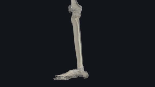 線維は手足の後部の部分に位置する細い円筒形の足の骨です — ストック動画