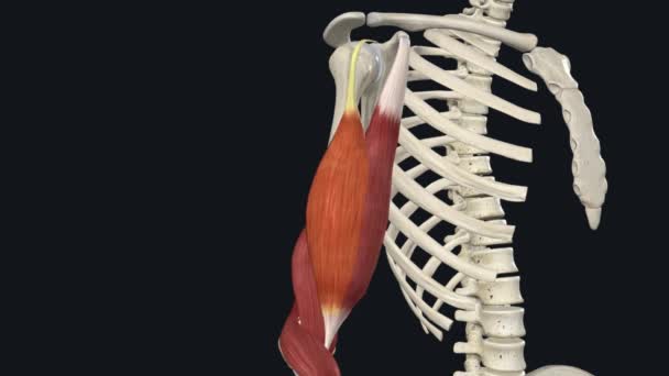 Brachii二头肌 手肘柔韧3D — 图库视频影像