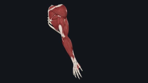 アッパーライムの筋肉 — ストック動画