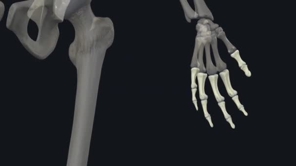 ファランズ 各手の指にも足のつま先にも見つかった14個の骨 — ストック動画