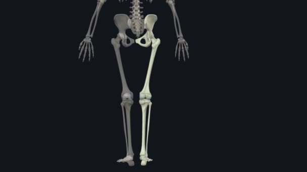 Alsó Végtag Anatómia Térd Csontok Sípcsont Szárkapocs Térdkalács — Stock videók