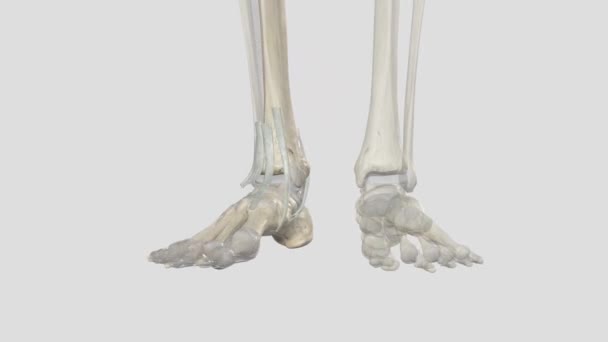 足首の側面 テンドン カルキウス ペロネウス ロングス周辺の腱の粘性シース — ストック動画