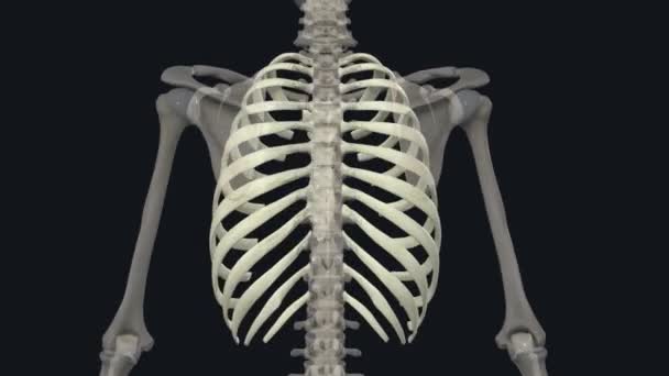 Der Brustkorb Ist Die Region Zwischen Bauch Und Nackenwurzel — Stockvideo