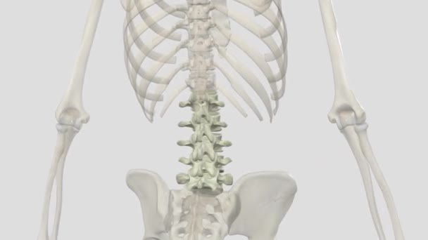 Lumbar Vertebrae Human Anatomy Five Vertebrae Rib Cage Pelvis — Stock Video