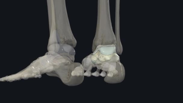 Talus Talus Bone Astragalus Ankle Bone One Group Foot Bones — Stock Video
