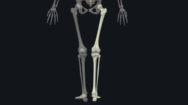 下肢的游离部分包括整个下肢 但骨盆带除外 — 图库视频影像