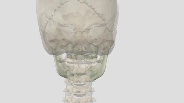 内脏的主要功能是塑造人的脸和前颅骨的腔 包括眼眶 口腔腔和鼻腔 — 图库视频影像