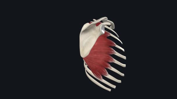 锯齿前肌肉是位于胸部侧壁的扇形肌肉 — 图库视频影像