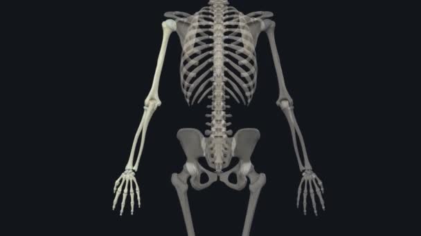 上肢的游离部分表示上肢的远端部分 不包括肩带 肩带和腋窝 — 图库视频影像