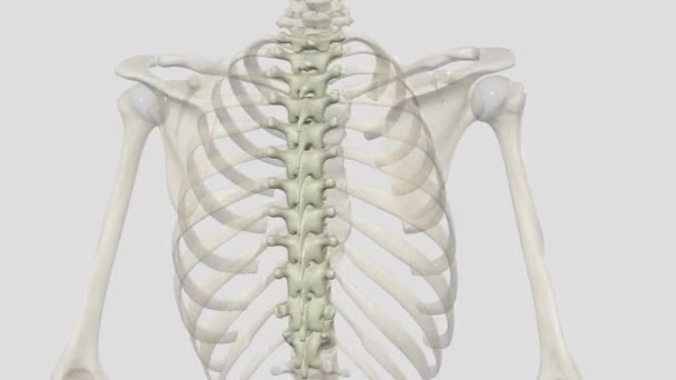 Vertebrados Vértebras Torácicas Compõem Segmento Médio Coluna Vertebral Entre Vértebras — Vídeo de Stock