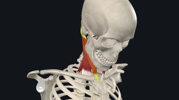 类固醇瘤 颈椎弹性松动 — 图库视频影像