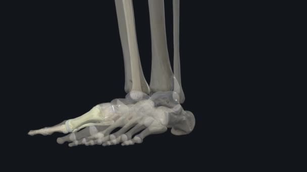 メタカルパル カルパル の骨の間のいくつかの管状骨のいずれかと足のメタタル骨に対応する陸上の脊椎動物の先頭掘削のそれぞれ — ストック動画