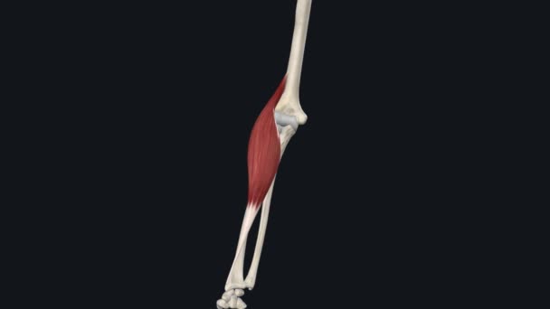 ブラチオラディアリスは 後頭前腕に位置する表面的な前腕筋です — ストック動画